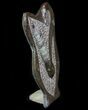 Fossil Goniatite & Orthoceras Sculpture - #70748-1